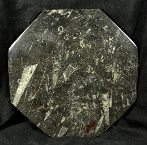 Platte mit Fossilien aus Marokko